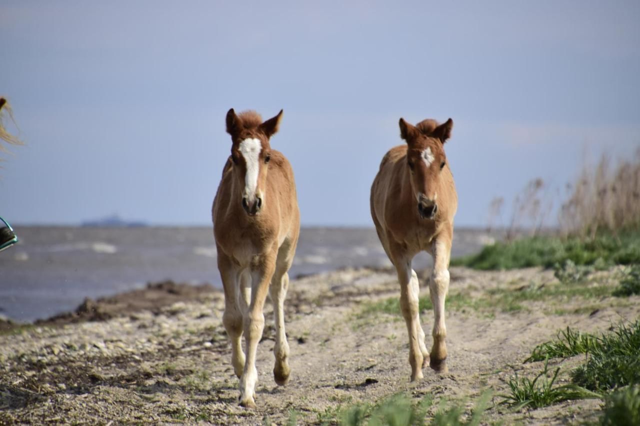 Фермерские дома Tihuse Horsefarm B&B Liiva