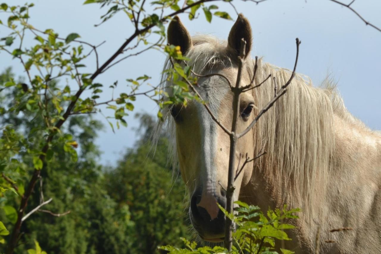 Фермерские дома Tihuse Horsefarm B&B Liiva